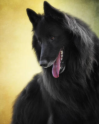 Wall Art - Photograph - Belgian Sheepdog Art 8 by Wof Gang Photography