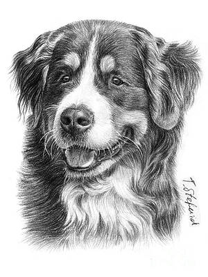 Bernese Mountain Dog Drawings Fine Art America Shop for bernese mountain dog art from the world's greatest living artists. bernese mountain dog drawings fine