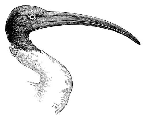 Wall Art - Photograph - Berniers Ibis by Granger
