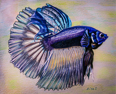 Premium Vector | Line art illustration of a siamese fighting fish also  known as betta fish
