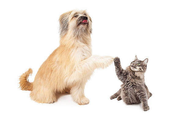 Fist Bump Art Fine Art America
