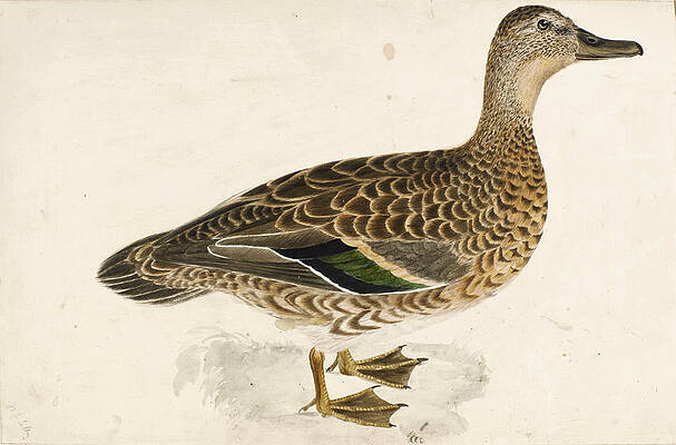Bimaculated Teal, Female Print by Prideaux John Selby