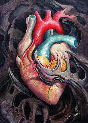 Anatomical Heart Art Fine Art America