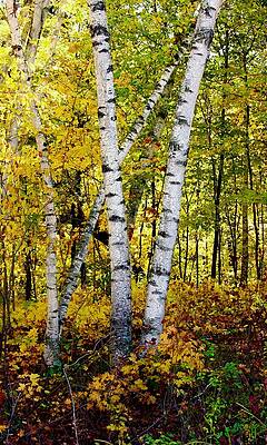 Birch in Gold by Sarah Lilja Birch in Gold by Sarah Lilja