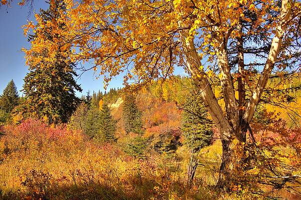 Birch Tree in Autumn by Jim Sauchyn