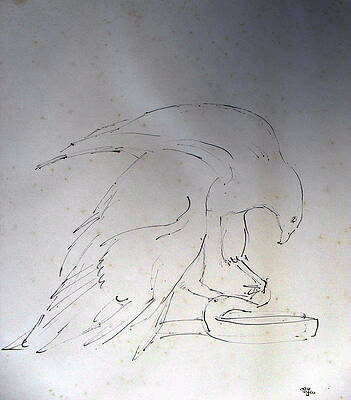 Wall Art - Drawing - Bird 16 - Eagle by Mohd Raza-ul Karim