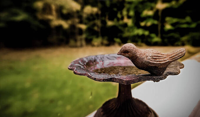  Photograph - Bird Bath by Jessie Henry