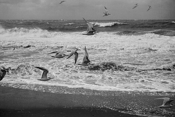 Birds At The Beach by Jeffrey Sanchez