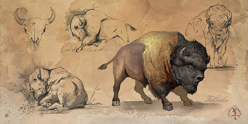 Wall Art - Digital Art - Bison Study Sheet by Steve Goad