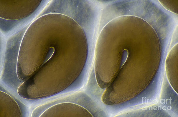 Wall Art - Photograph - Biting Midge Eggs Ceratopogonidae Sp by Rubn Duro/BioMEDIA ASSOCIATES LLC