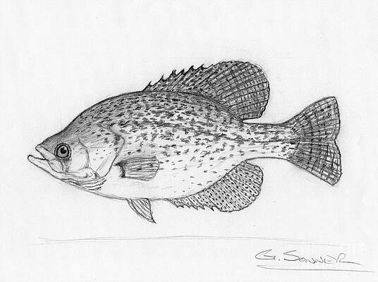 Crappie Drawings for Sale - Fine Art America