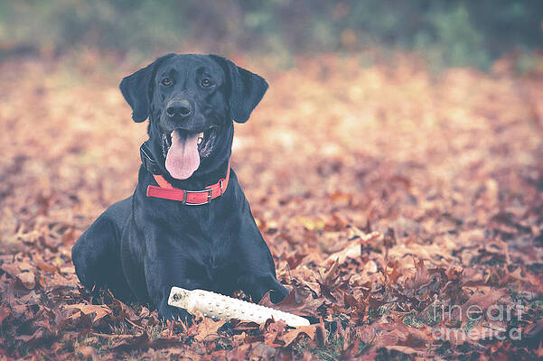 Black Labrador in the Fall Leaves by Eleanor Abramson Black Labrador in the Fall Leaves by Eleanor Abramson