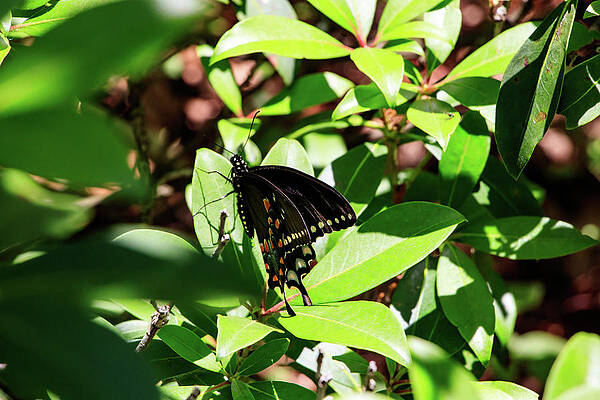 Black Swallowtail Butterfly by Natural Vista Photography - Matt Sexton Black Swallowtail Butterfly by Natural Vista Photography - Matt Sexton