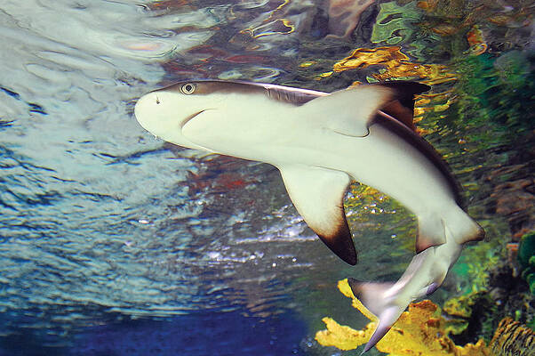 Black Tipped Reef Shark-1 by Steve Somerville Black Tipped Reef Shark-1 by Steve Somerville