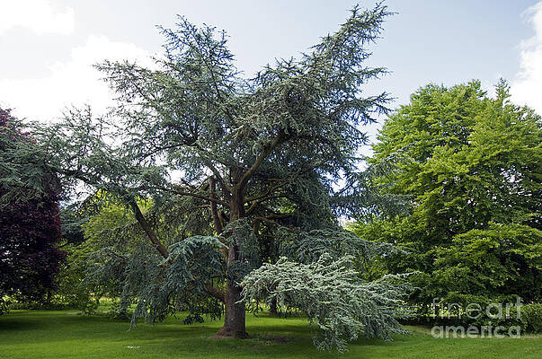 Wall Art - Photograph - Blarney House grounds by Cindy Murphy - NightVisions
