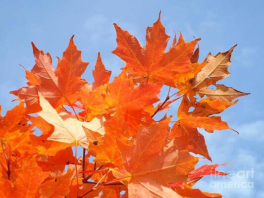 Blazing Maple by Barbara Von Pagel Blazing Maple by Barbara Von Pagel