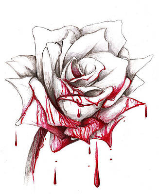 Blood Rose Drawings | Fine Art America