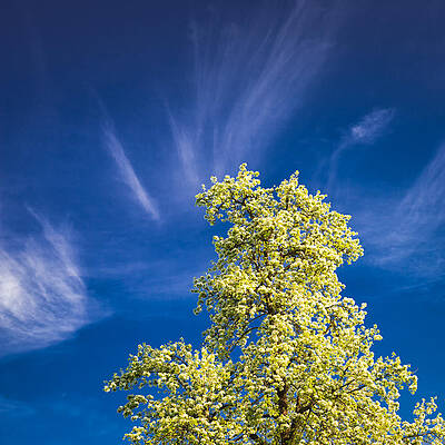 Wall Art - Photograph - Blooming tree in spring square format artwork by Matthias Hauser