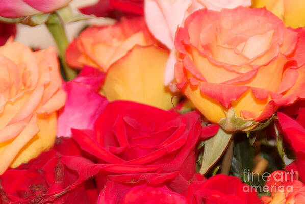 Bloomroses by J Bloomrosen Bloomroses by J Bloomrosen