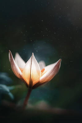 Wall Art - Photograph - Blossoming Light by Scott Norris