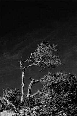 Blowing in the Wind by Amarildo Correa Blowing in the Wind by Amarildo Correa