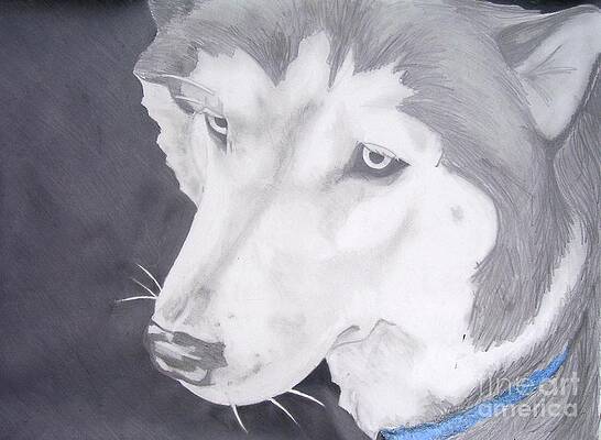 Wolfskopf Zinn Brosche Britisch Artisan Herstellung Husky Grau Holz Hund A66