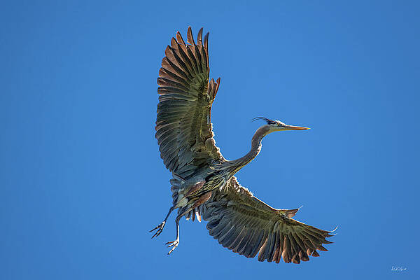 Wall Art - Photograph - Blue Heron in Flight by Leland D Howard