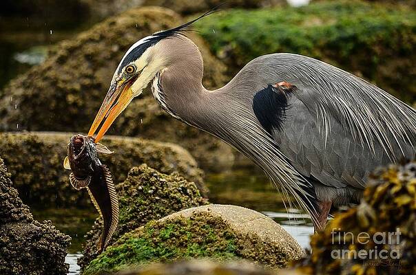Great Blue Heron's Fat Fish Dinner by Terrilyne Shoaf Great Blue Heron's Fat Fish Dinner by Terrilyne Shoaf