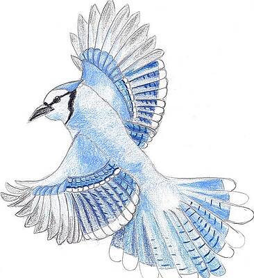 Blue Jay Bird Drawings Page 2 Of 3 Fine Art America