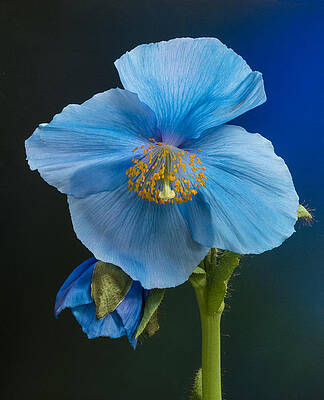 Blue Light Himalayan Poppy by Denise Saldana Blue Light Himalayan Poppy by Denise Saldana