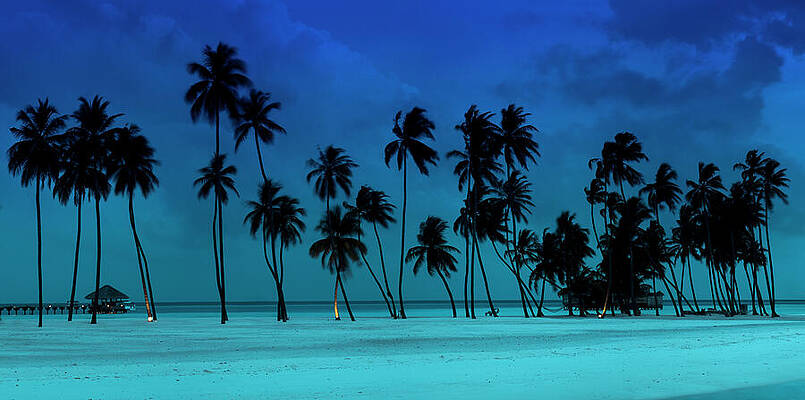 Blue Palms by Sean Davey Blue Palms by Sean Davey