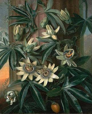 Blue Passion Flower for the Temple of Flora by Robert Thornton Print by Philip Reinagle