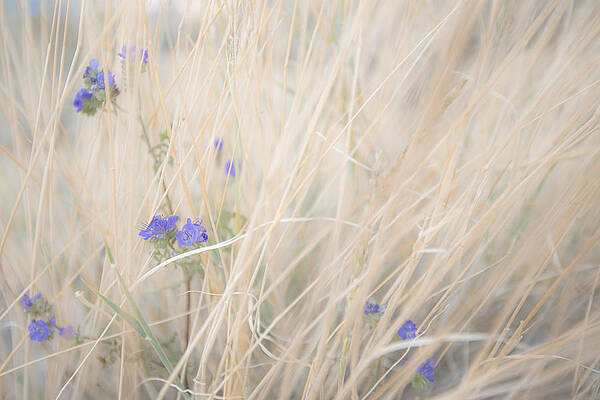Blue Phacelia by Shuwen Wu Blue Phacelia by Shuwen Wu