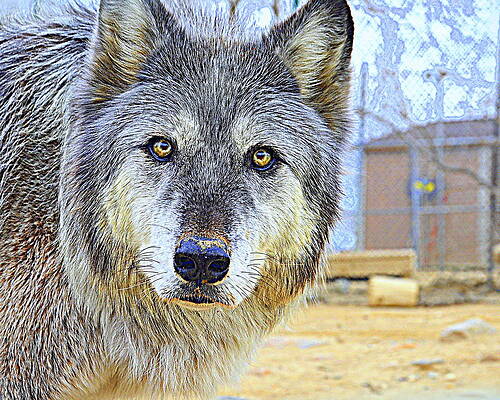 8x10 In Majestic Wolf Up Close and Personal Photo-Art Print 