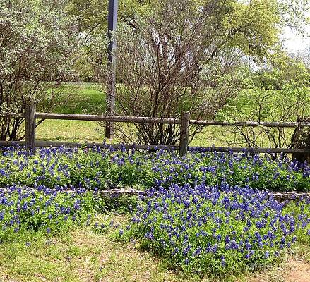 Bluebonnet Garden by Jessie Lofland