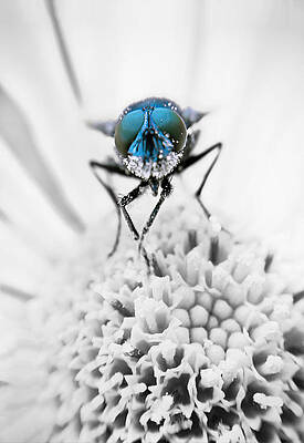 Bluebottle by Sophie Mccoy