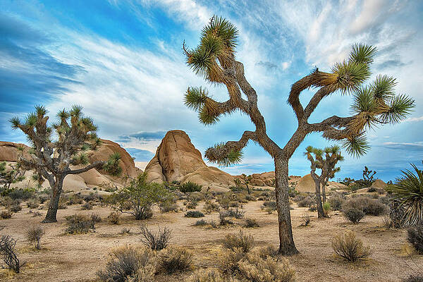 Wall Art - Photograph - Blues Skies over Joshua Tree National Park by Dave Dilli