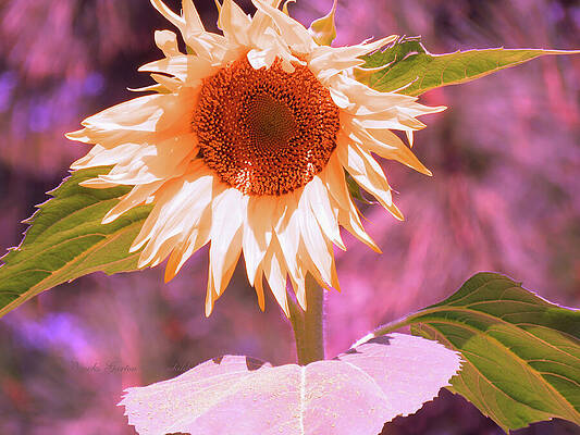 Super Star Sunflower - Sunflower Art from the Garden - Floral Photographic Art by Brooks Garten Hauschild Super Star Sunflower - Sunflower Art from the Garden - Floral Photographic Art by Brooks Garten Hauschild
