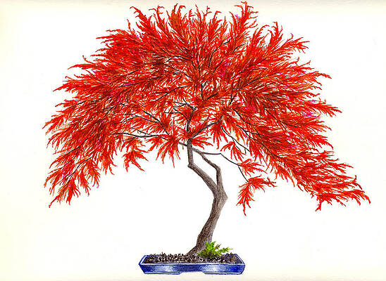 Bonsai Tree Paintings Fine Art America