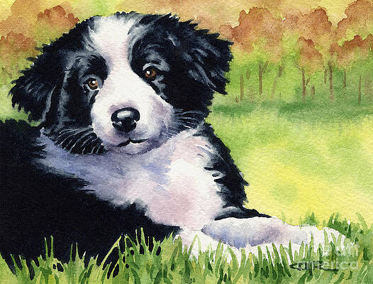 Border Collie Paintings Fine Art America