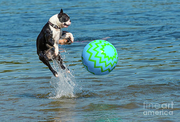 Boston Terrier High Jump by Les Palenik Boston Terrier High Jump by Les Palenik