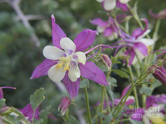 Botanical Garden View 2 by Clark Lorimor