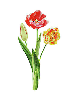 Tulips Paintings (Page #11 of 35) | Fine Art America