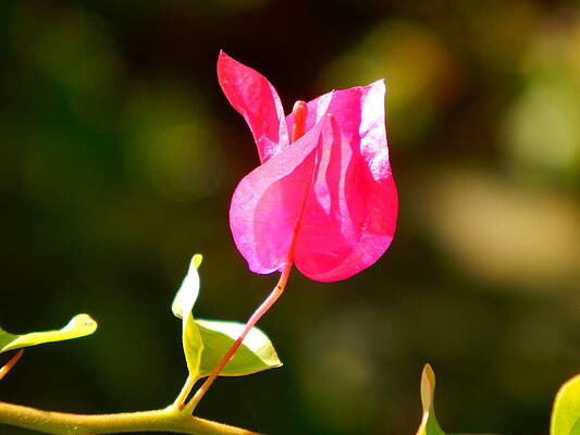 Wall Art - Photograph - Bougainvillea bloom by Virginia White