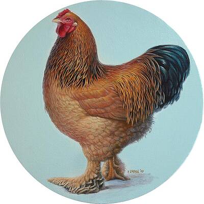 Buff Brahma Rooster and Hen Digital Art by Leigh Schilling - Pixels
