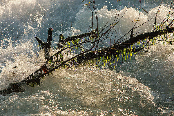Wall Art - Photograph - Branch in rapids  by Jason Hughes