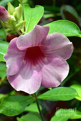 Bright Mandevillia by James Fannin Bright Mandevillia by James Fannin
