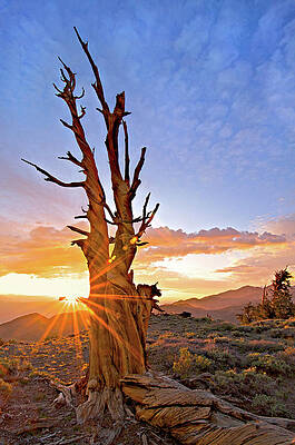 Bristlecone Pine by John Annesley
