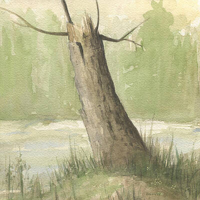 Broken Tree by John Holdway Broken Tree by John Holdway