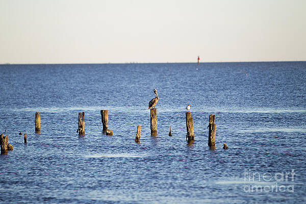 Brother From Another Mother by CajunSeo Photography Micky Seo